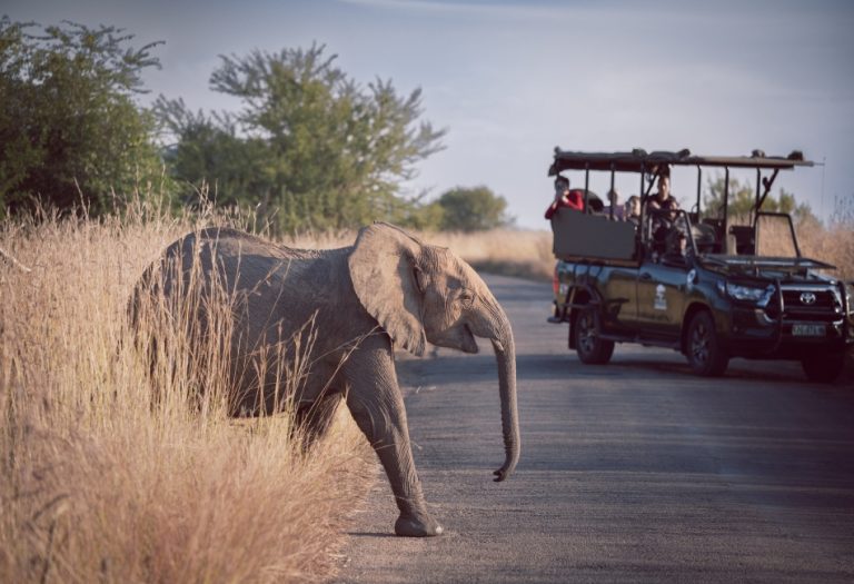 Tailored Expeditions: Designing a Personalized Safari Experience in Tanzania
