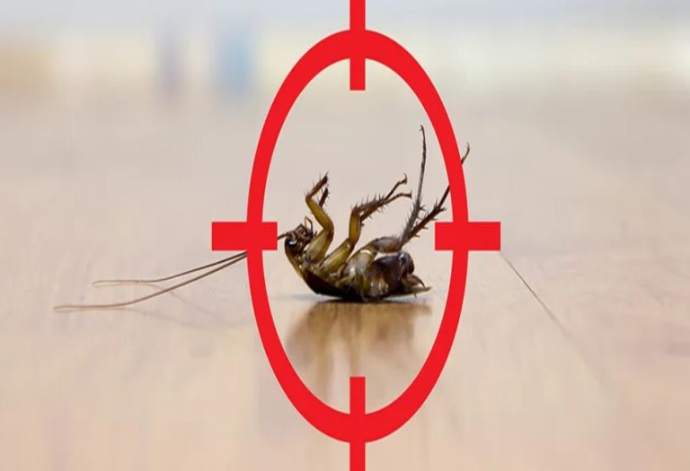 Why Cockroach Control Is Essential for Apartment Buildings?