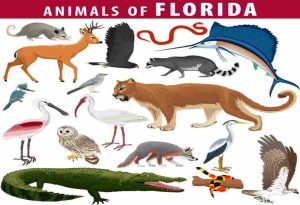 Florida