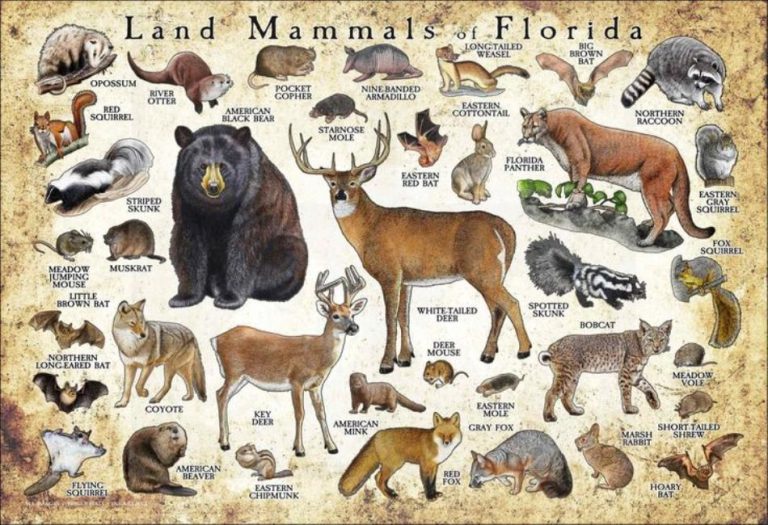 Animals in Florida: A Diverse Wildlife Haven