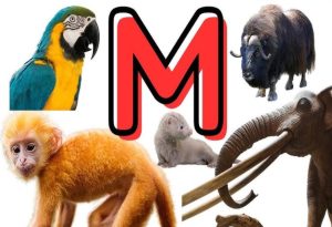 Animals That Start with M