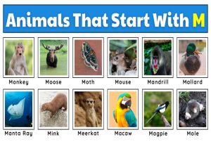 Animals That Start with M