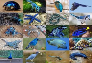 Blue Animals