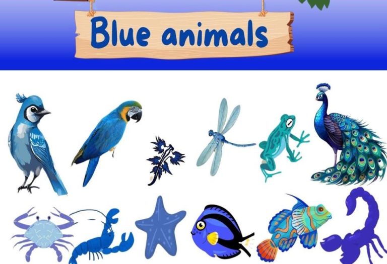 The Fascinating World of Blue Animals: Nature’s Most Enigmatic Hues