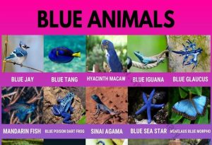 Blue Animals
