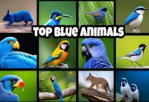 Blue Animals