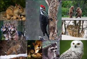 Deciduous Forest Animals