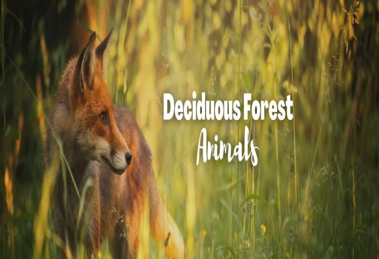Exploring Deciduous Forest Animals: Wildlife of the Changing Seasons