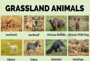  Land Animals