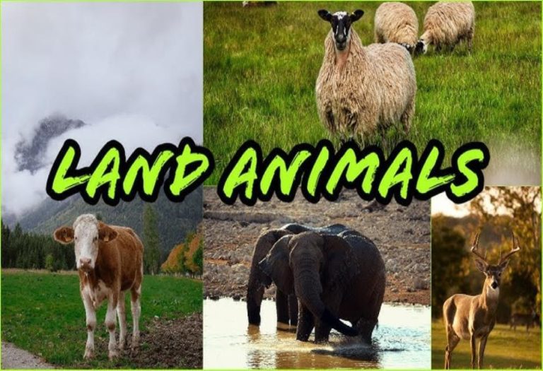 Exploring the Fascinating World of Land Animals: Diversity, Adaptations, and Importance
