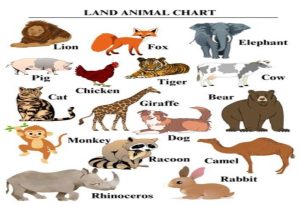  Land Animals