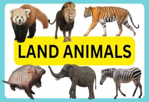 land animal
