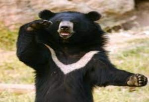Moon Bear