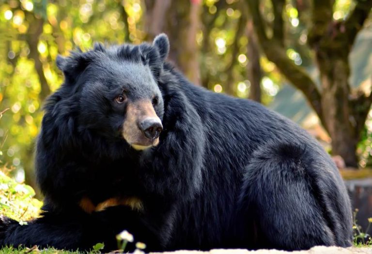 Moon Bear: The Enigmatic and Resilient Asiatic Black Bear