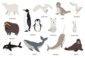 Polar Animals