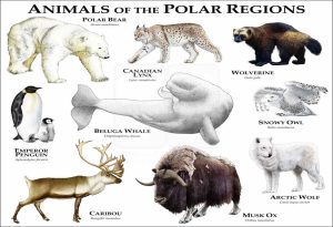 Polar Animals