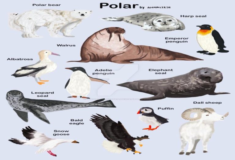 Surviving the Ice: A Deep Dive into the Fascinating World of Polar Animals