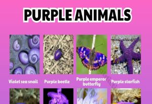 purple animal