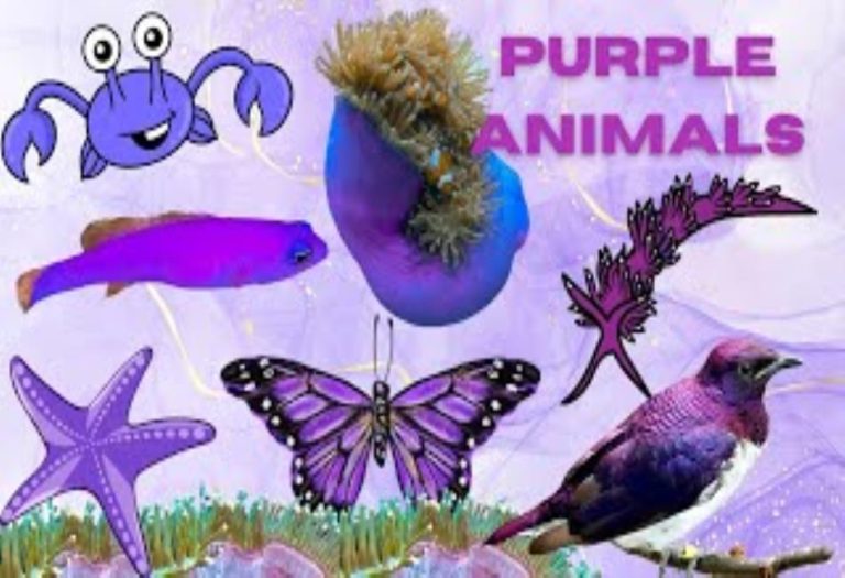 Nature’s Rarest Wonders: A Fascinating Look at Purple Animals Around the World