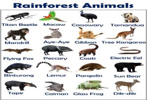 Rainforest Animals