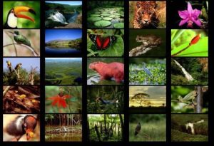 Rainforest Animals