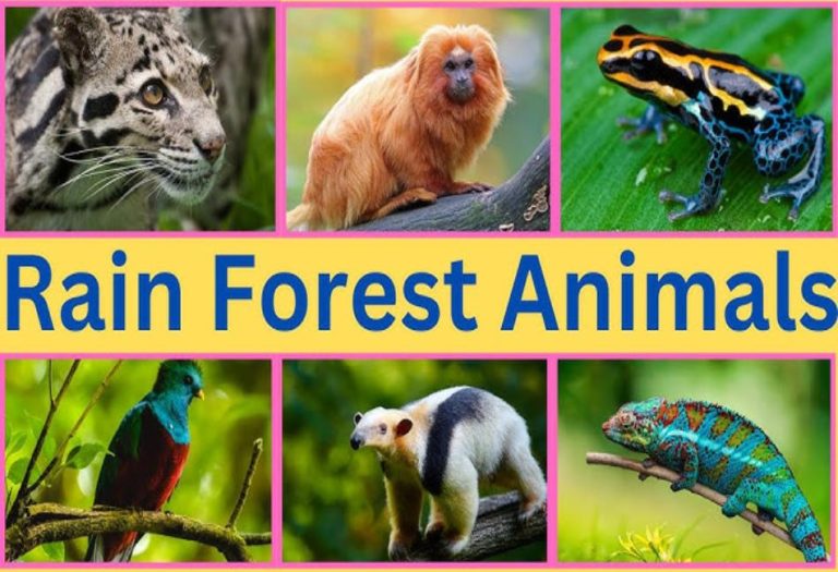 Rainforest Animals: A Diverse and Fascinating World of Wildlife