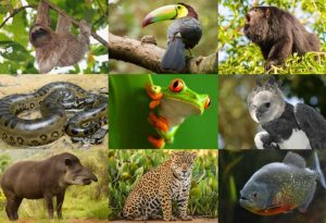 Rainforest Animals
