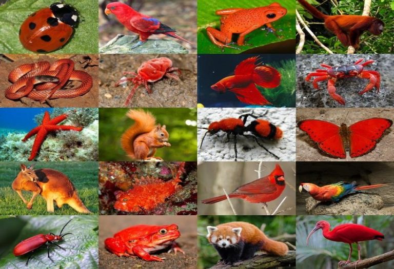 Red Animals: Exploring the World of Nature’s Fiery Creatures