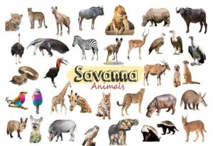 Savanna Animals