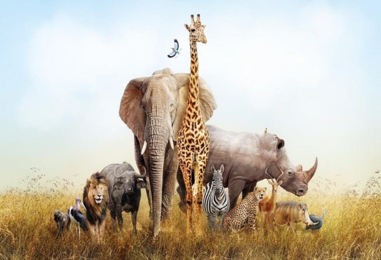 Savanna Animals: Wildlife of the Grasslands