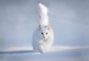 Snow Animals