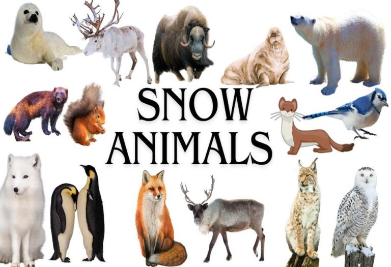 Snow Animals: Wildlife That Thrives in the Frozen Wilderness
