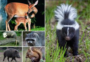 Woodland Animals