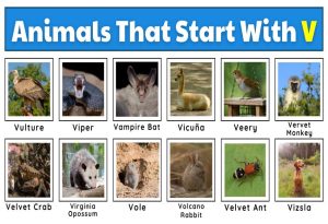 Animals That Start with V