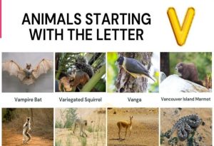 Animals That Start with V