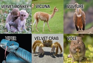 Animals That Start with V