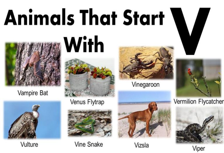 Animals That Start with V: A Fascinating Exploration of Wildlife