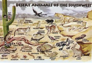 Arizona Animals