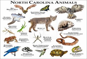 Arizona Animals