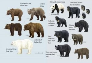 Bear Animal