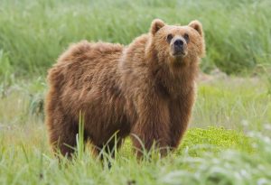 Bear Animal