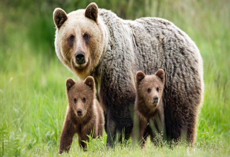 The Bear Animal : Majestic Mammal of the Wild – Characteristics, Habitats, and Conservation