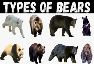 Bear Animal