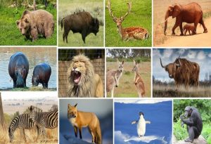 Biggest Animals
