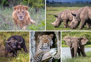Biggest Animals