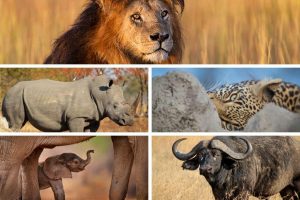 Biggest Animals
