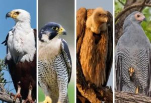 Birds of Prey Animals