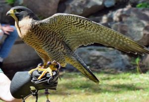 birds of prey animals