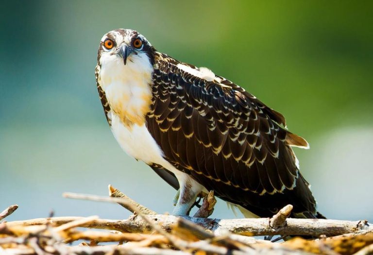 Masters of the Sky: A Deep Dive into Birds of Prey Animals
