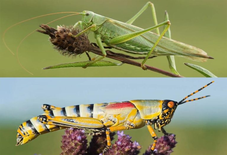 Cricket: The Chirping Insect of the Night – A Complete Guide to the Cricket Animal